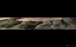 Staffordshire Bull Terrier dogs for sale: Stunning litter of Blue & Black Puppies - Advert 9