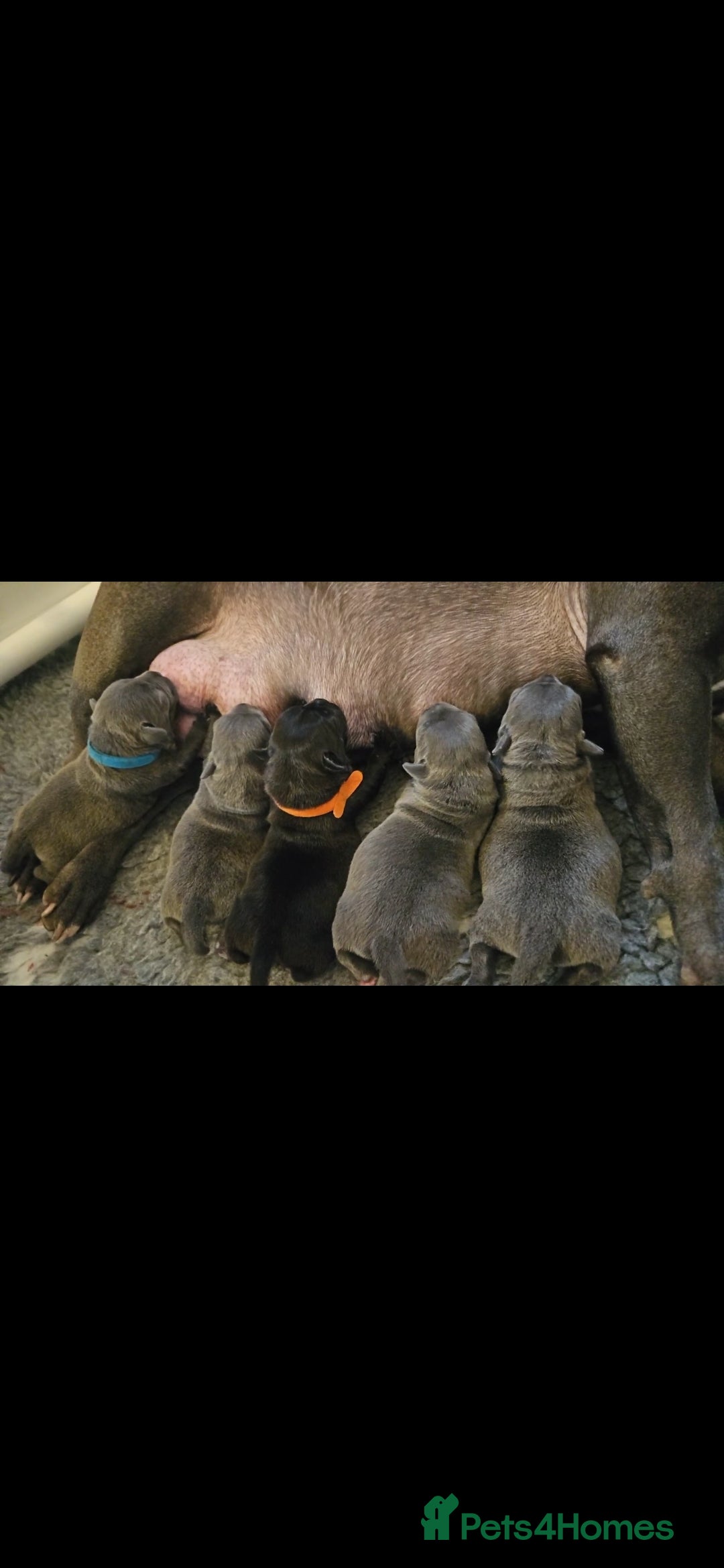 Staffordshire Bull Terrier dogs for sale: Stunning litter of Blue & Black Puppies - Advert 9