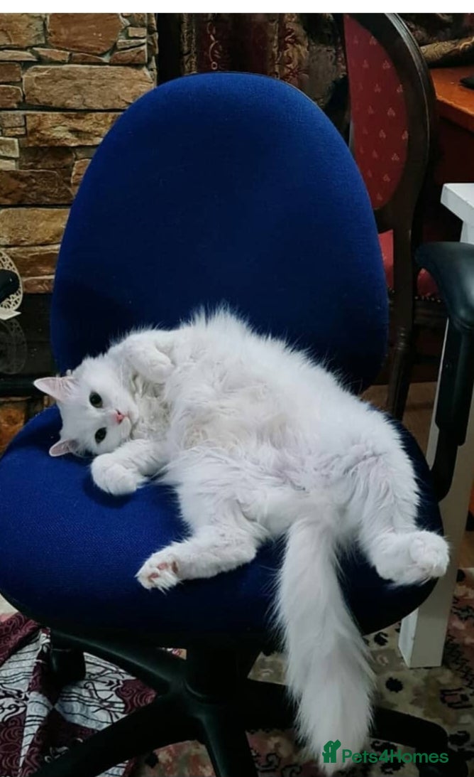Turkish Angora cats Angora female cat for rehome  - Advert 2