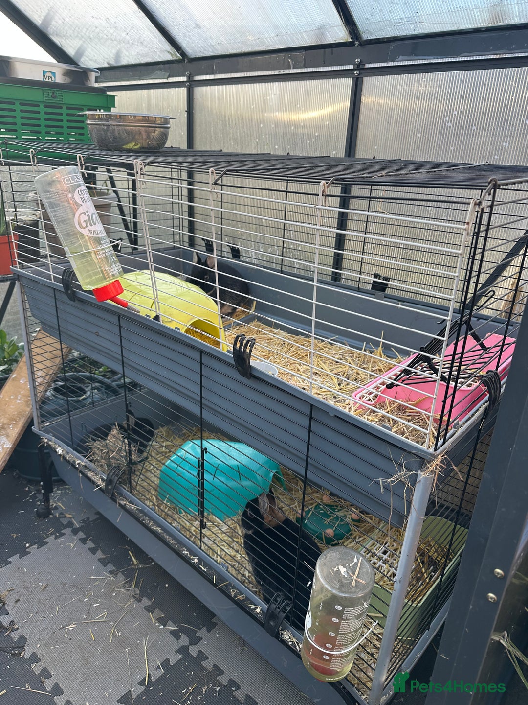 Netherland Dwarf rabbits for sale: Female black otter Netherland dwarf rabbits - Advert 6