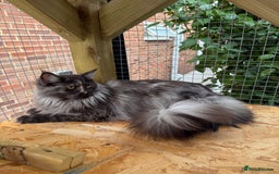 Maine Coon cats for sale: 3 Purebred Maine Coon Kittens - Will Sell Fast!! ✨ - Image 10