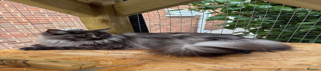 Maine Coon Kitten 2