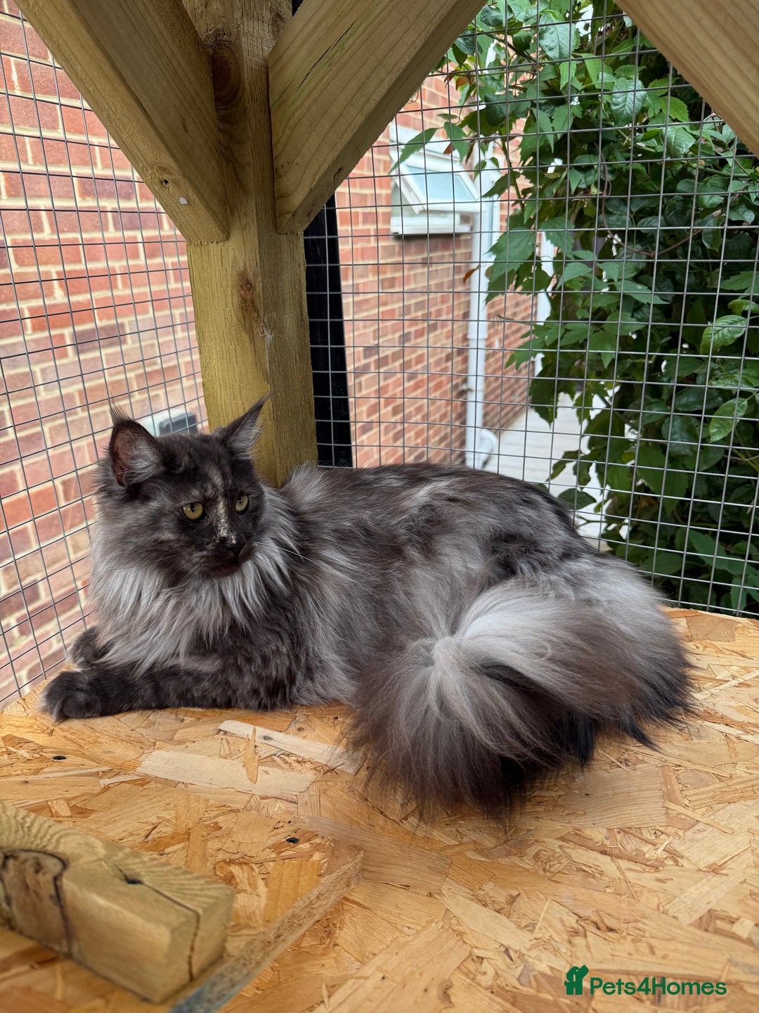Maine Coon cats for sale: 3 Purebred Maine Coon Kittens - Will Sell Fast!! ✨ - Image 10