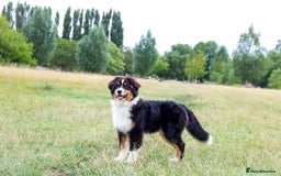 Australian Shepherd dogs for sale: Black Tri Aussie Boy in Abingdon - Image 10