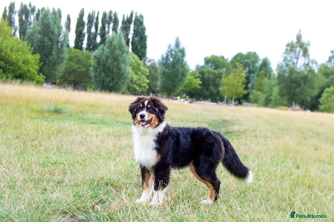 Australian Shepherd dogs for sale: Black Tri Aussie Boy in Abingdon - Image 10