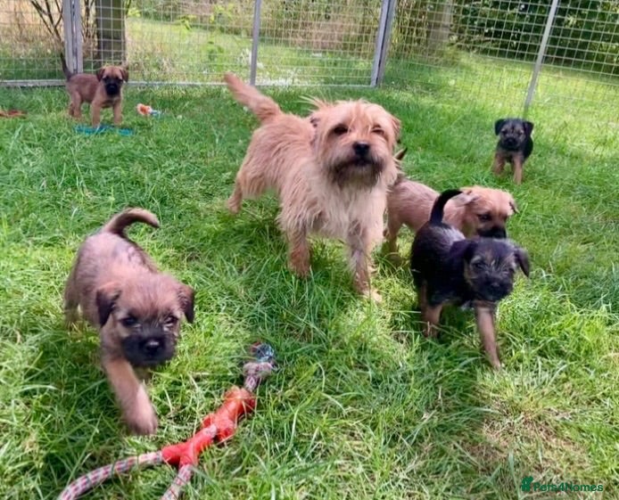 Mixed Breed dogs  Norfolk x Border Terrier pups - Advert 1