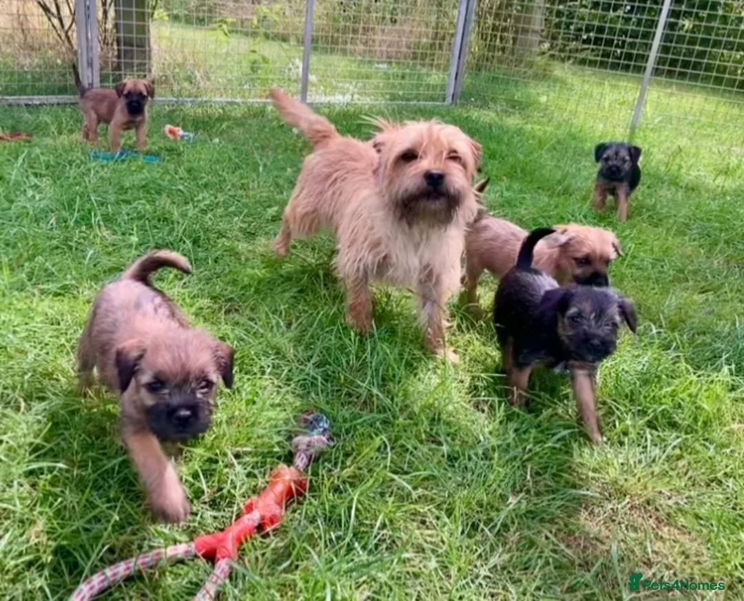 Mixed Breed dogs for sale:  Norfolk x Border Terrier pups - Advert 1