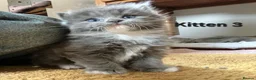 Ragdoll cats for sale: X3 Ragdoll Persian Cross Kittens. 1 boy/2 girls - Advert 11