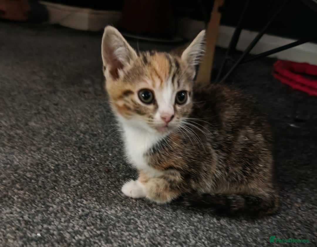 Mixed Breed cats for sale: Gorgeous kittens ready for new home now - Image 5