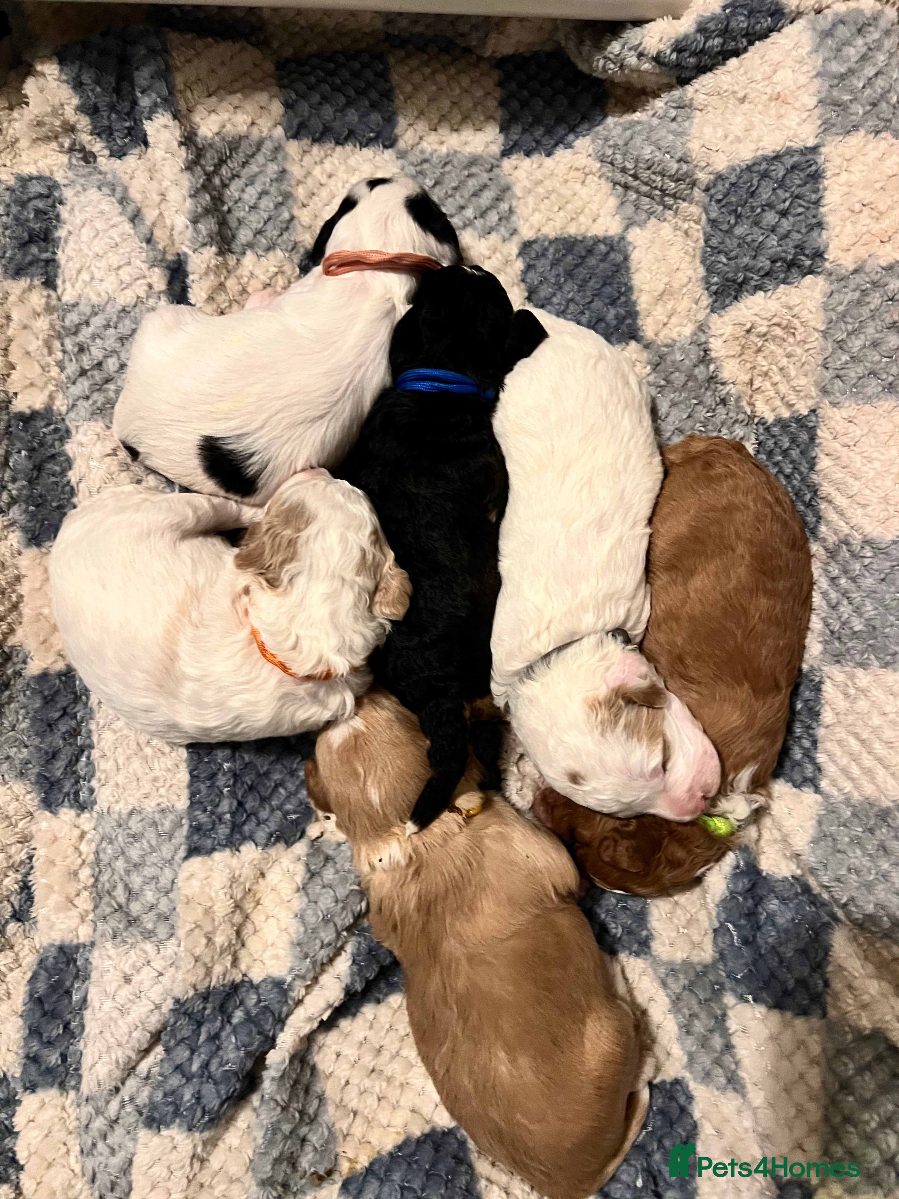 Australian Labradoodle dogs Australian labradoodle health tested ☺️ - Advert 5