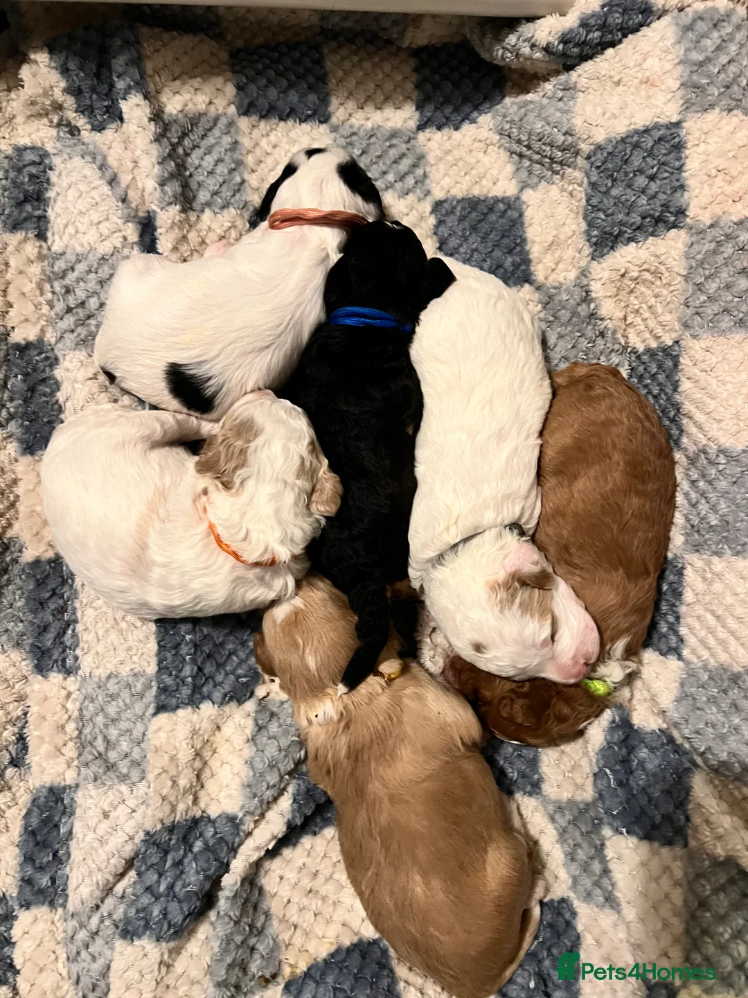 Australian Labradoodle dogs for sale: Australian labradoodle health tested ☺️ in Wellingborough - Advert 1