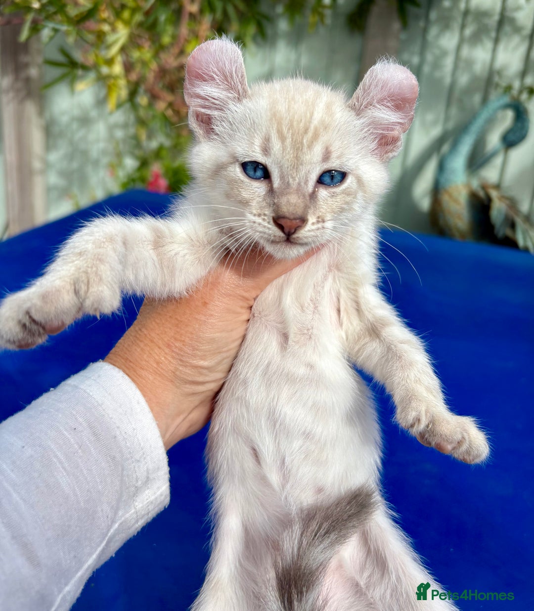 Bengal cats for sale: Gob smacking rare kittens  - Image 28