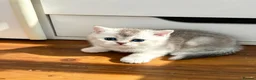 Scottish Fold cats for sale: Beautiful Scottish Fold Kittens — for Loving Homes - Advert 13