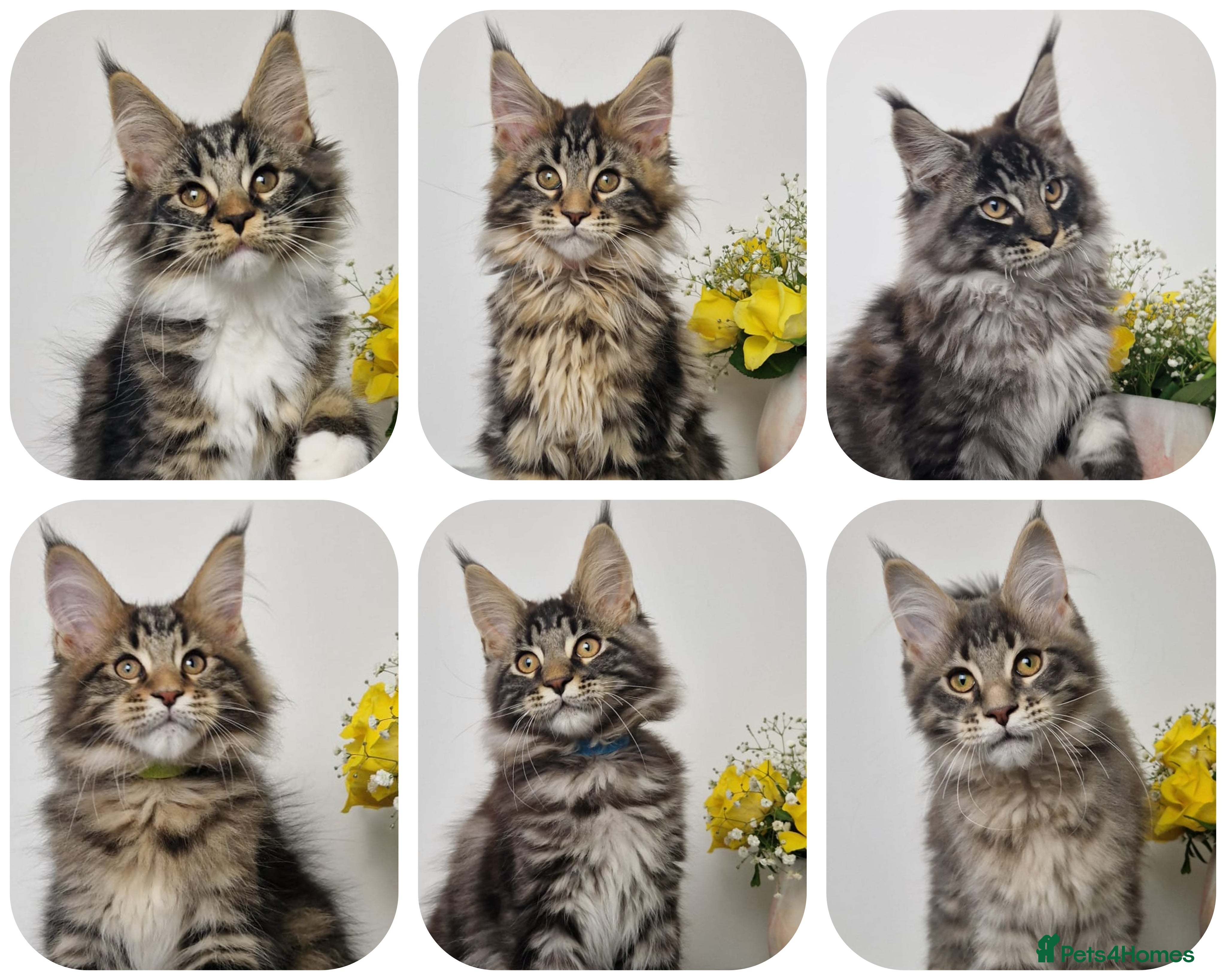 Maine Coon cats  READY TO GO TICA registered maine coon kittens - Advert 4