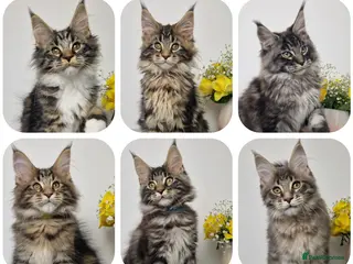 Maine Coon cats READY TO GO TICA registered maine coon kittens - Advert 4