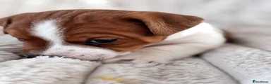 Jack Russell 1