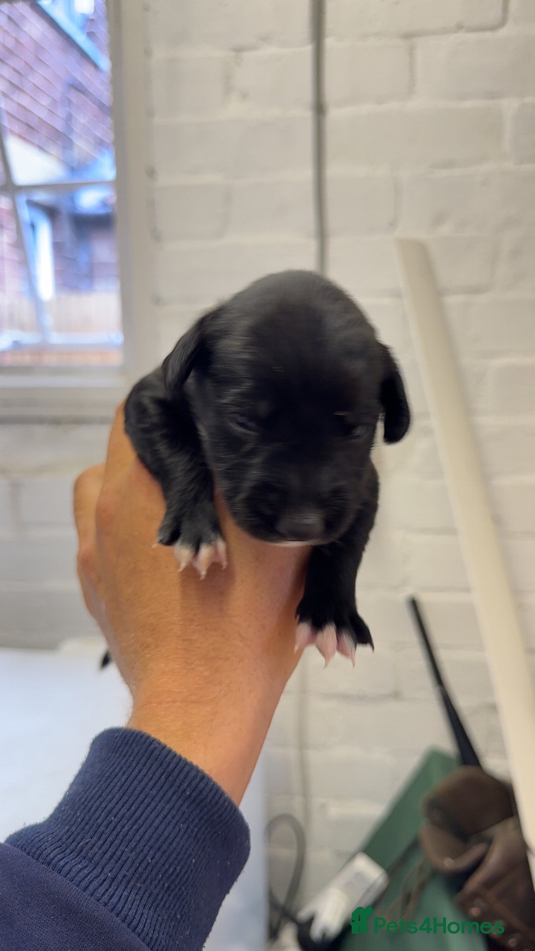 Mixed Breed dogs for sale: Sprocker x lurcher puppies  - Image 5