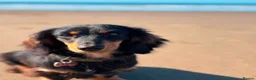 Miniature Dachshund dogs for sale: Last Two Miniature Dachshund Puppies - Advert 8