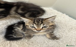 Mixed Breed cats for sale: 2 adorable little boys for sale - Image 7