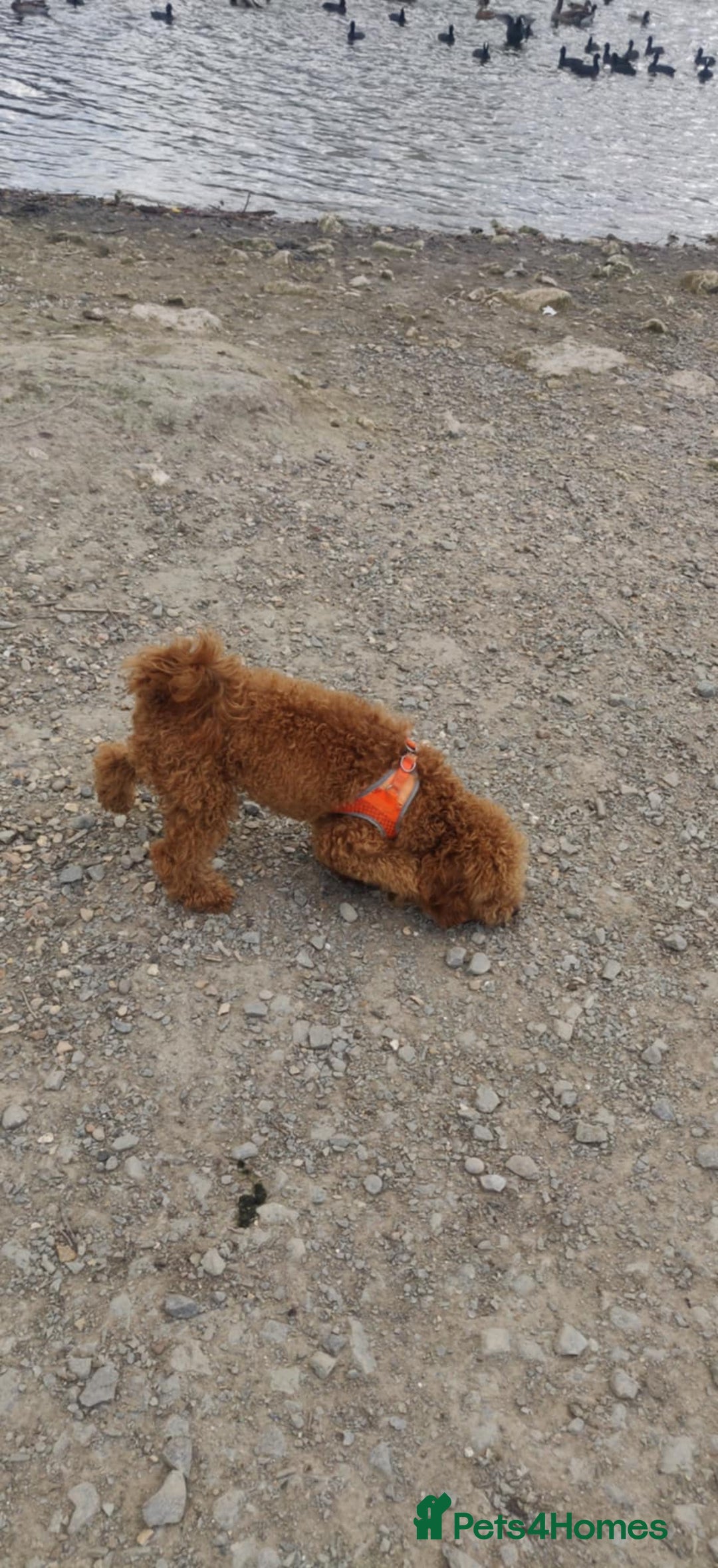 Toy Poodle dogs for sale: Red Toy poodle 7month Kc - Image 4