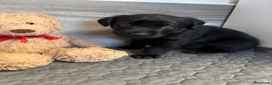 Labrador Retriever 2