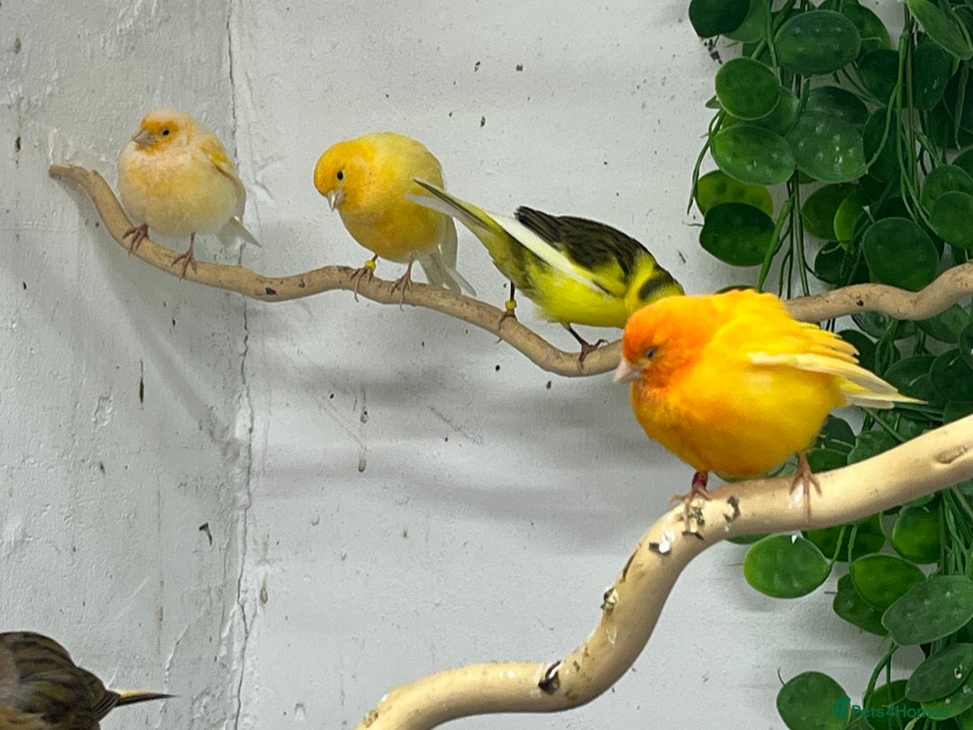 Canaries birds for sale:  canaries - Advert 2