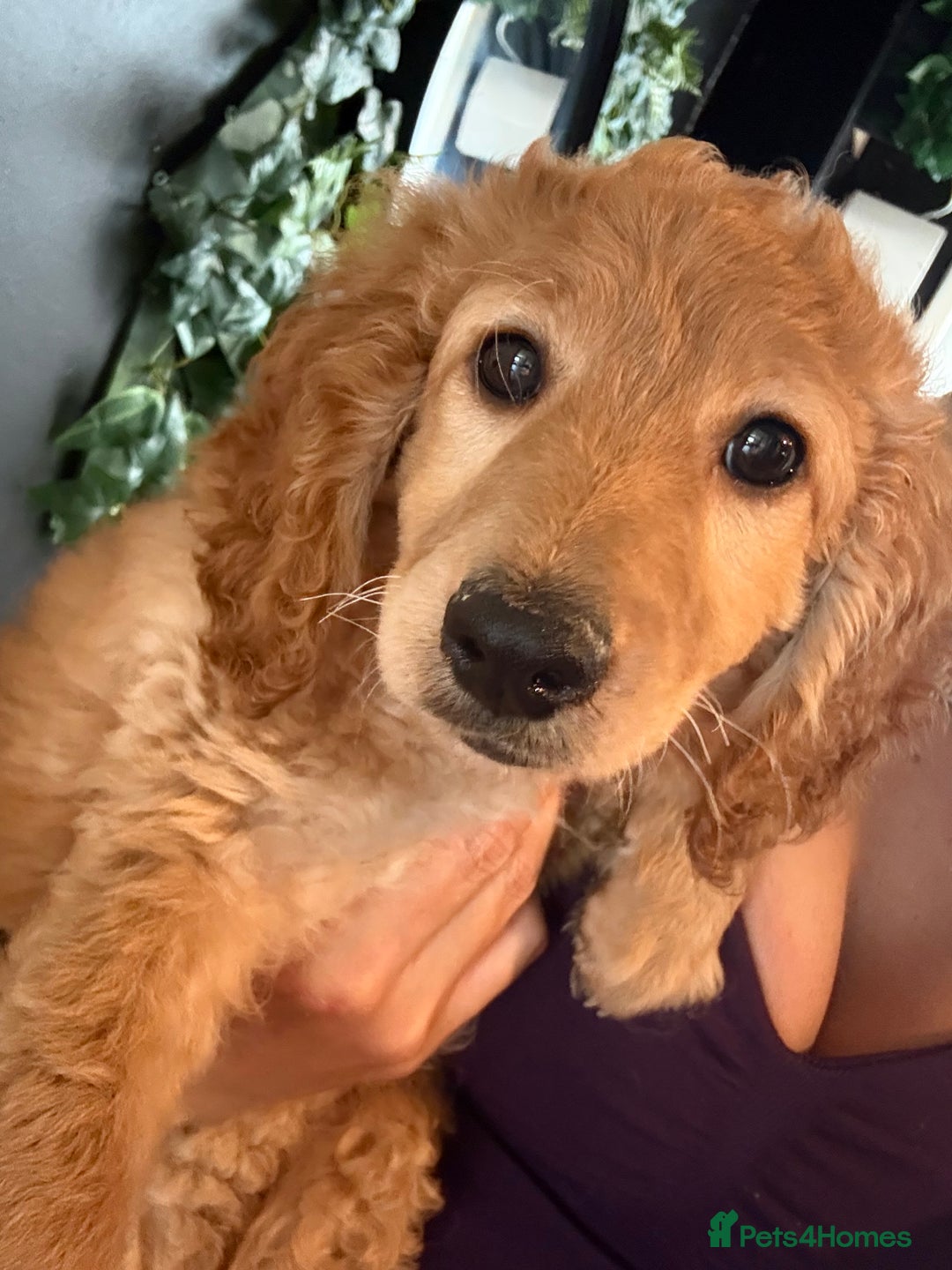 Mixed Breed dogs for sale: Cavapoo puppies  - Image 1
