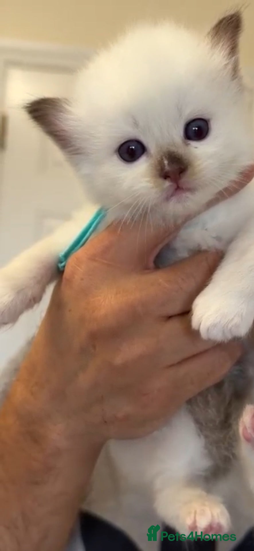 Ragdoll cats Stunning ragdoll kittens 🥰 - Advert 4