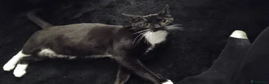 Bella