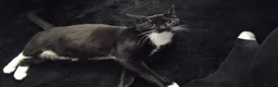 British Shorthair cats for sale: Bella and Sooty  - Advert 2