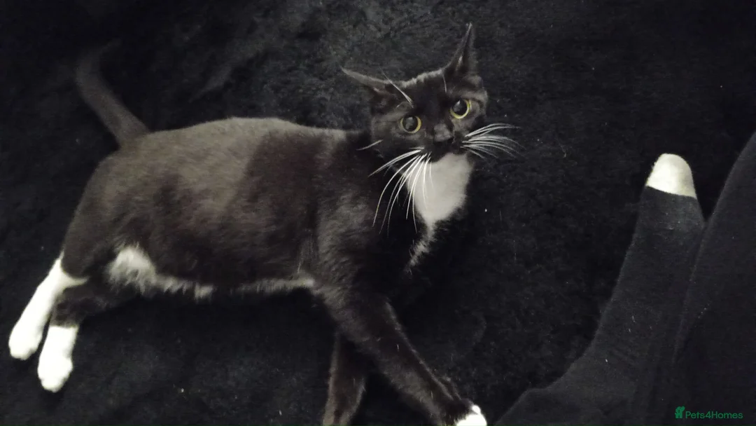 British Shorthair cats for sale: Bella and Sooty  - Advert 2