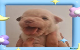 English Bulldog dogs for sale: Outstanding old English bulldogs - Image 9