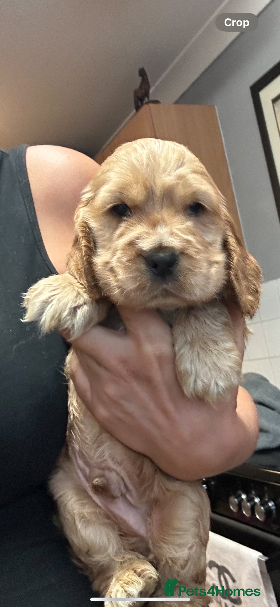 Cocker Spaniel dogs 2 stunning true to the type show cocker 🐶  - Advert 2