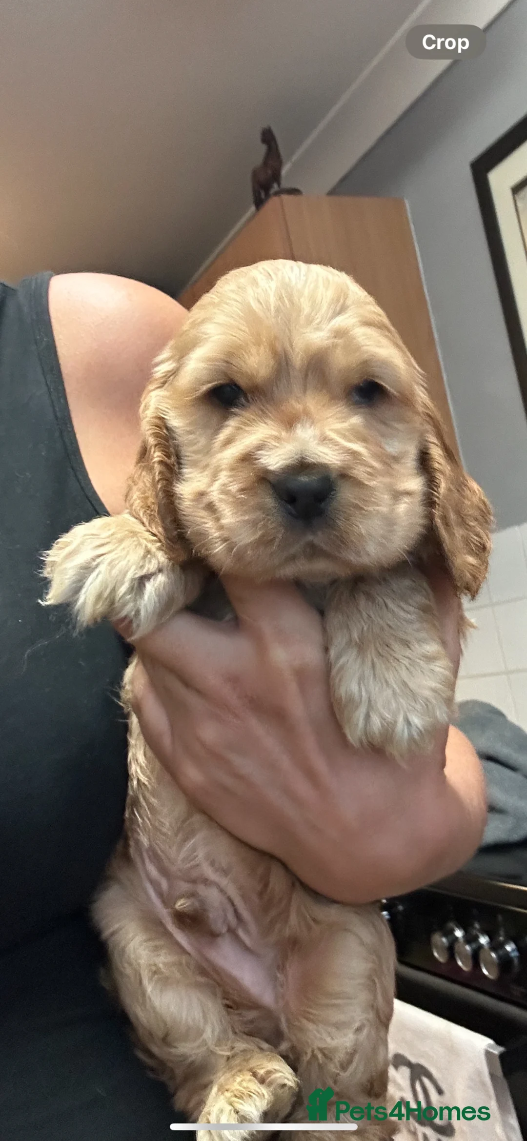 Cocker Spaniel dogs for sale: 2 stunning true to the type show cocker 🐶  - Advert 1