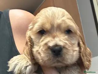 Cocker Spaniel dogs 2 stunning true to the type show cocker 🐶 - Advert 2