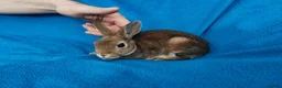 Rex rabbits for sale: Mini rex rabbits - Advert 4
