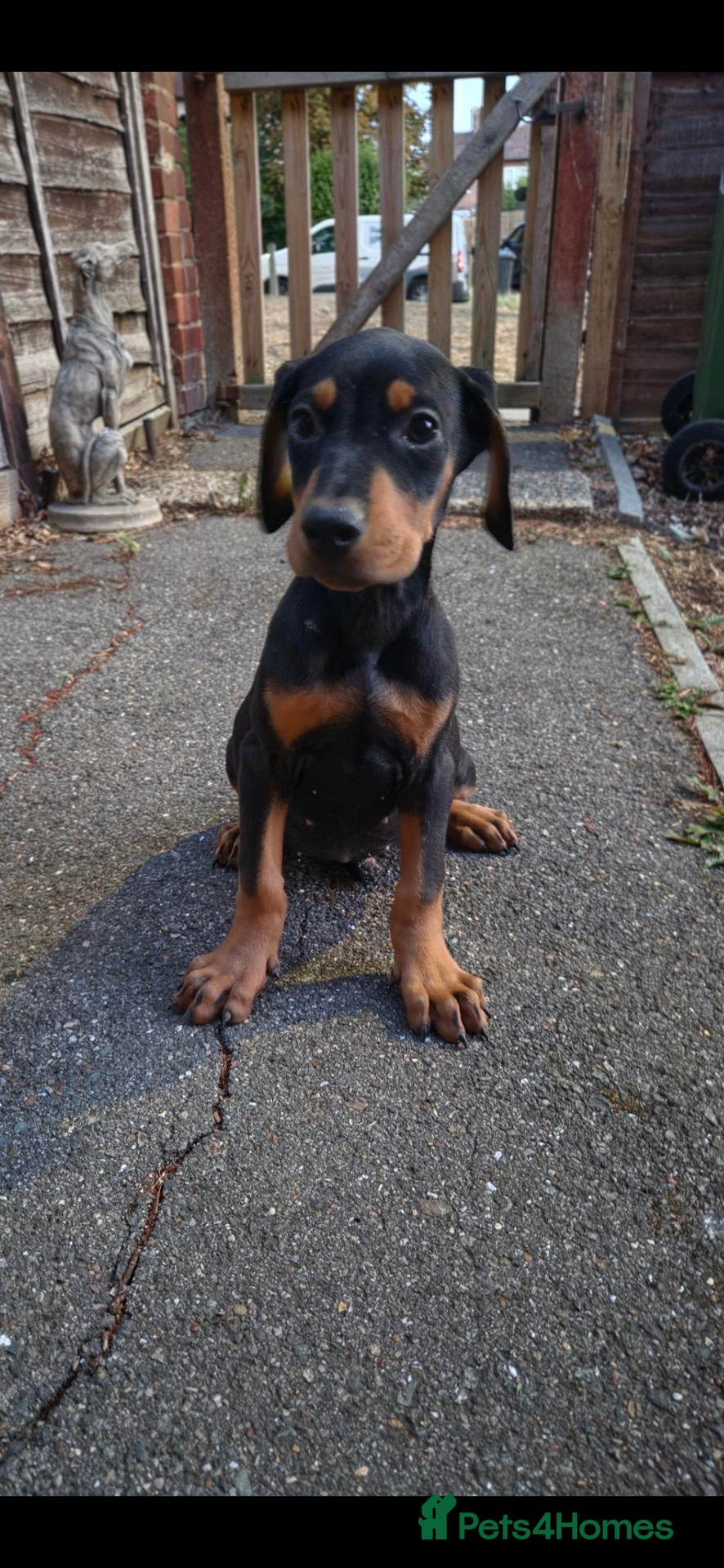 Dobermann dogs Doberman puppy's  - Advert 12