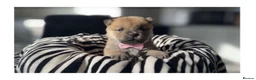 Chow Chow dogs for sale: Chow chow pups 1 red boy left  - Advert 8