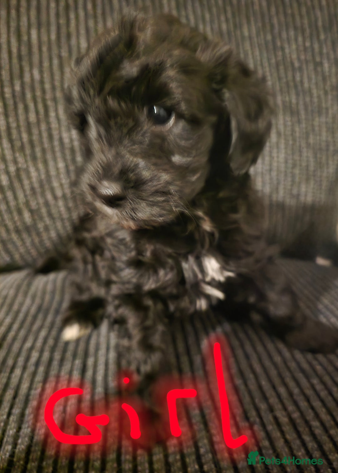 Lhasapoo dogs for sale: Beautiful lhasapoo puppies  - Image 2