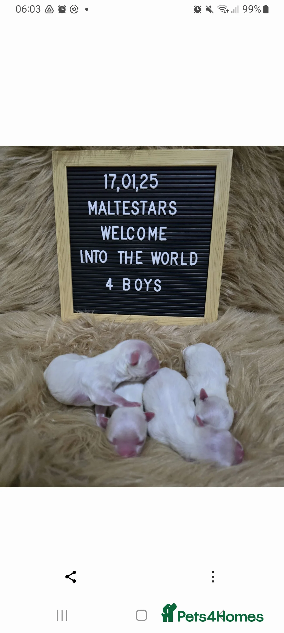 Maltese dogs for stud: Stunning,Proven - KC reg Maltese Stud in Castleford - Advert 6