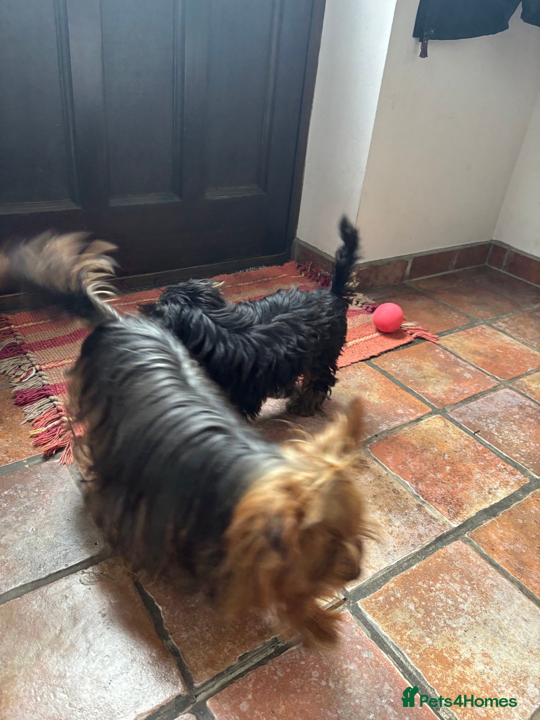 Yorkshire Terrier dogs for sale: Yorkshire Terrier puppy - Image 4