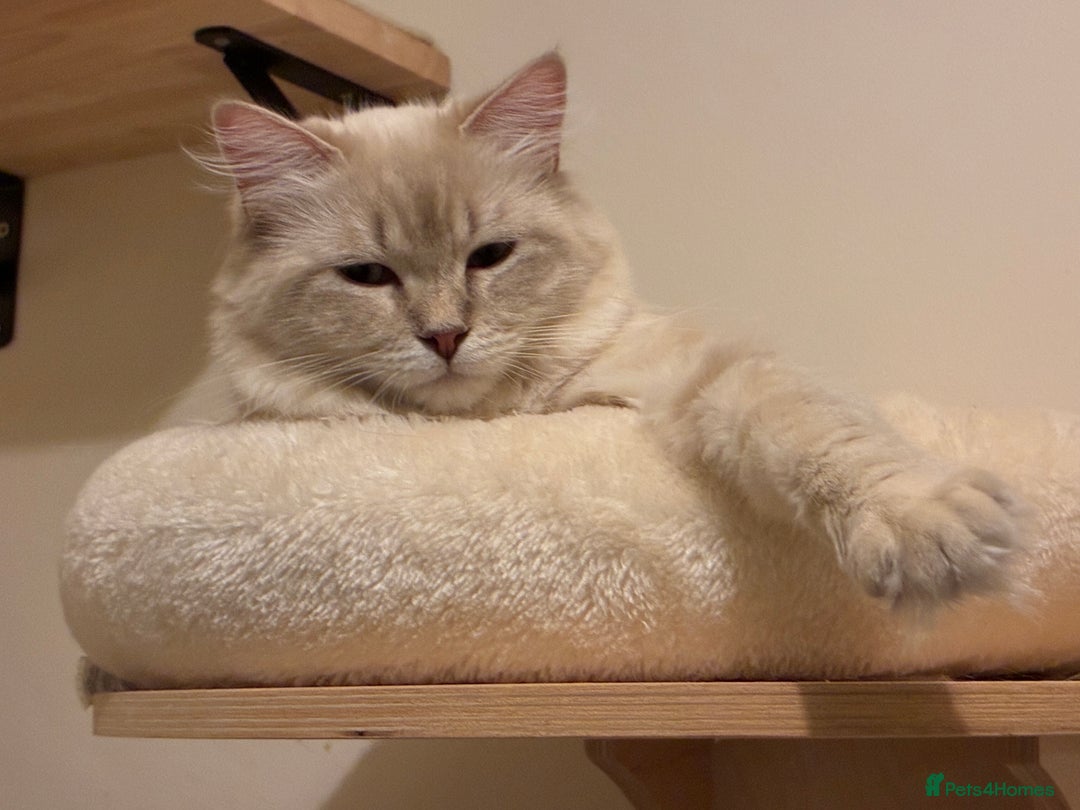 Ragdoll cats for sale: Tica registered Mink Ragdolls (cherubims) - Advert 3