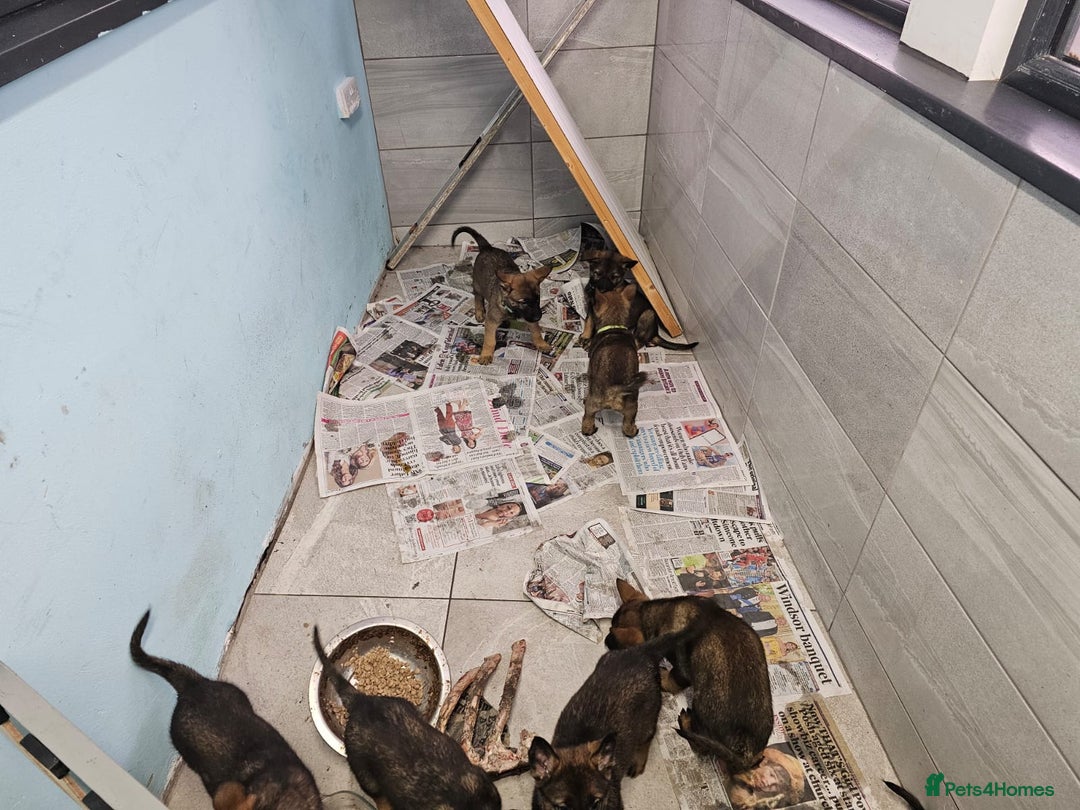 Belgian Shepherd Dog dogs for sale: Belgian malinois cross Czech Shepherd  - Advert 29