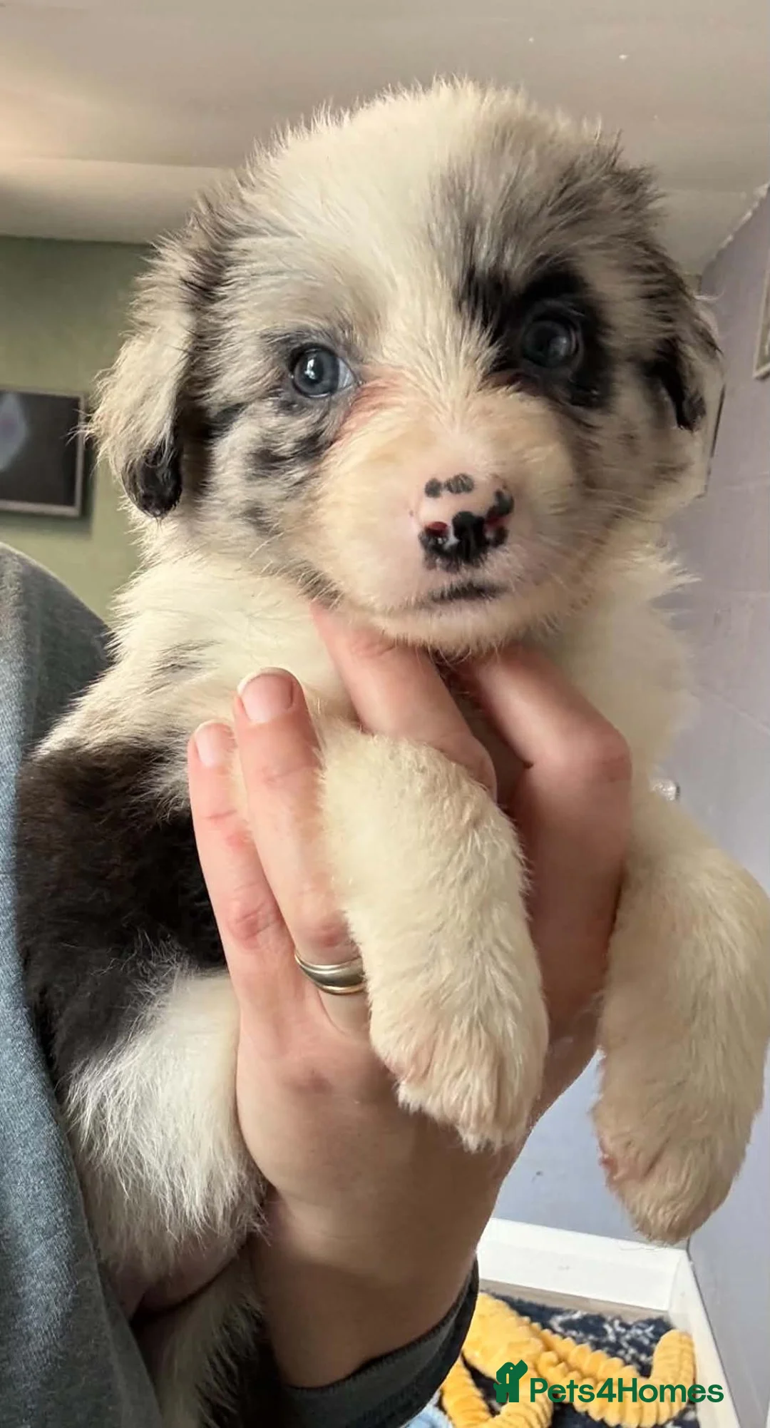 Border Collie dogs for sale: Stunning Border Collie puppies - Advert 2