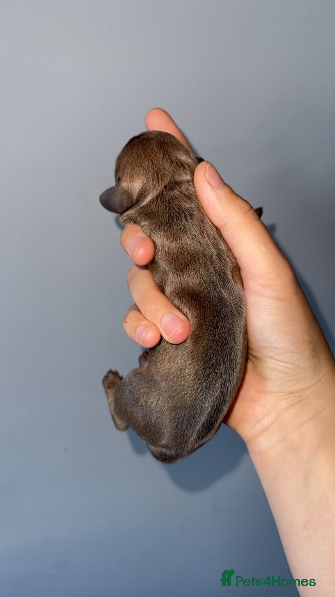 Miniature Dachshund dogs for stud: KC Registered Isabella & Tan Stud in Keighley - Advert 10