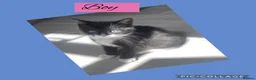 Mixed Breed cats for sale: Tuxedo and black  - Advert 6