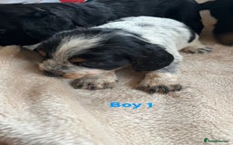 Cocker Spaniel dogs for sale: Cocker spaniel puppies for sale 🤩🐶 - Image 4