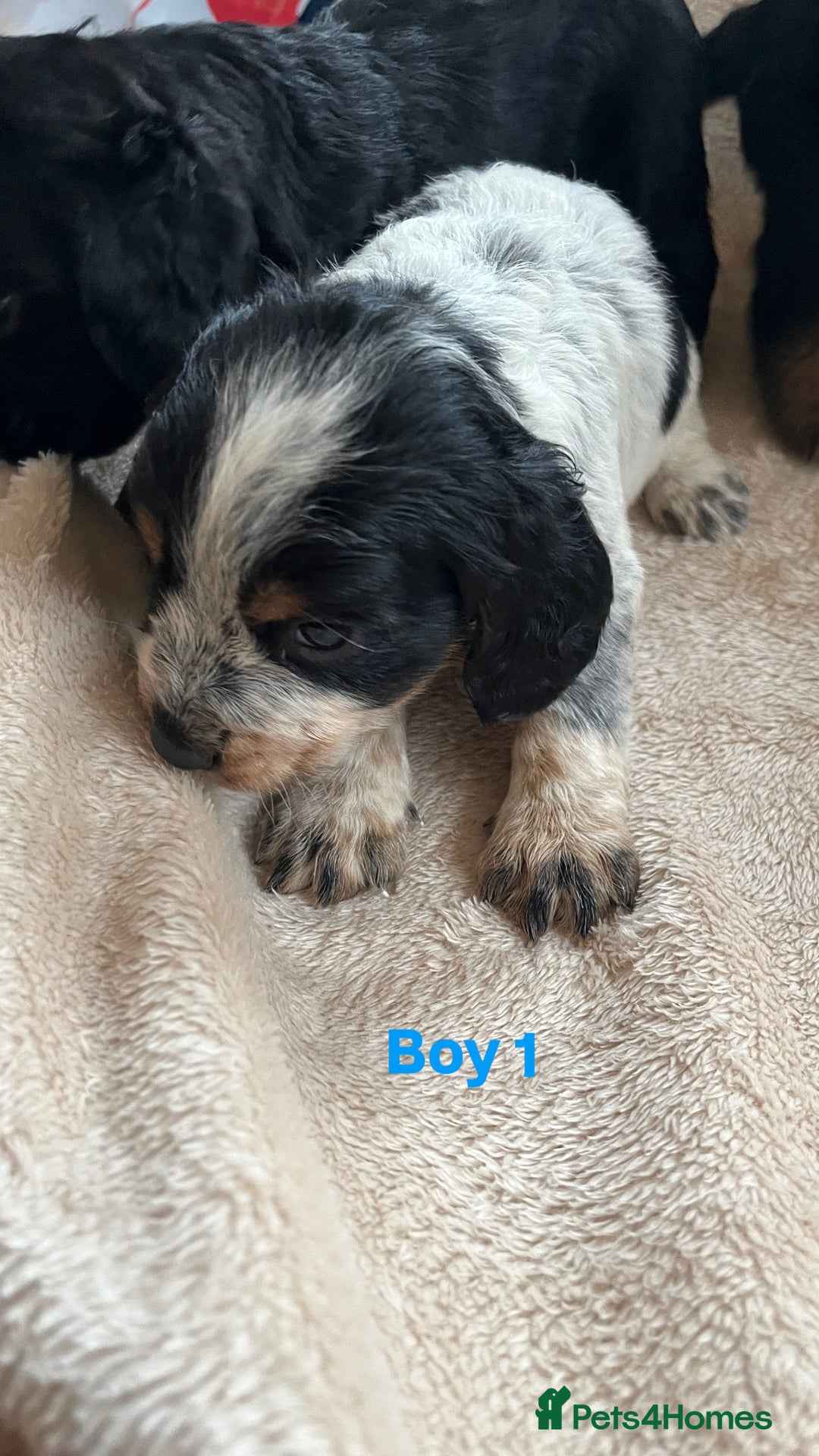 Cocker Spaniel dogs for sale: Cocker spaniel puppies for sale 🤩🐶 - Image 4