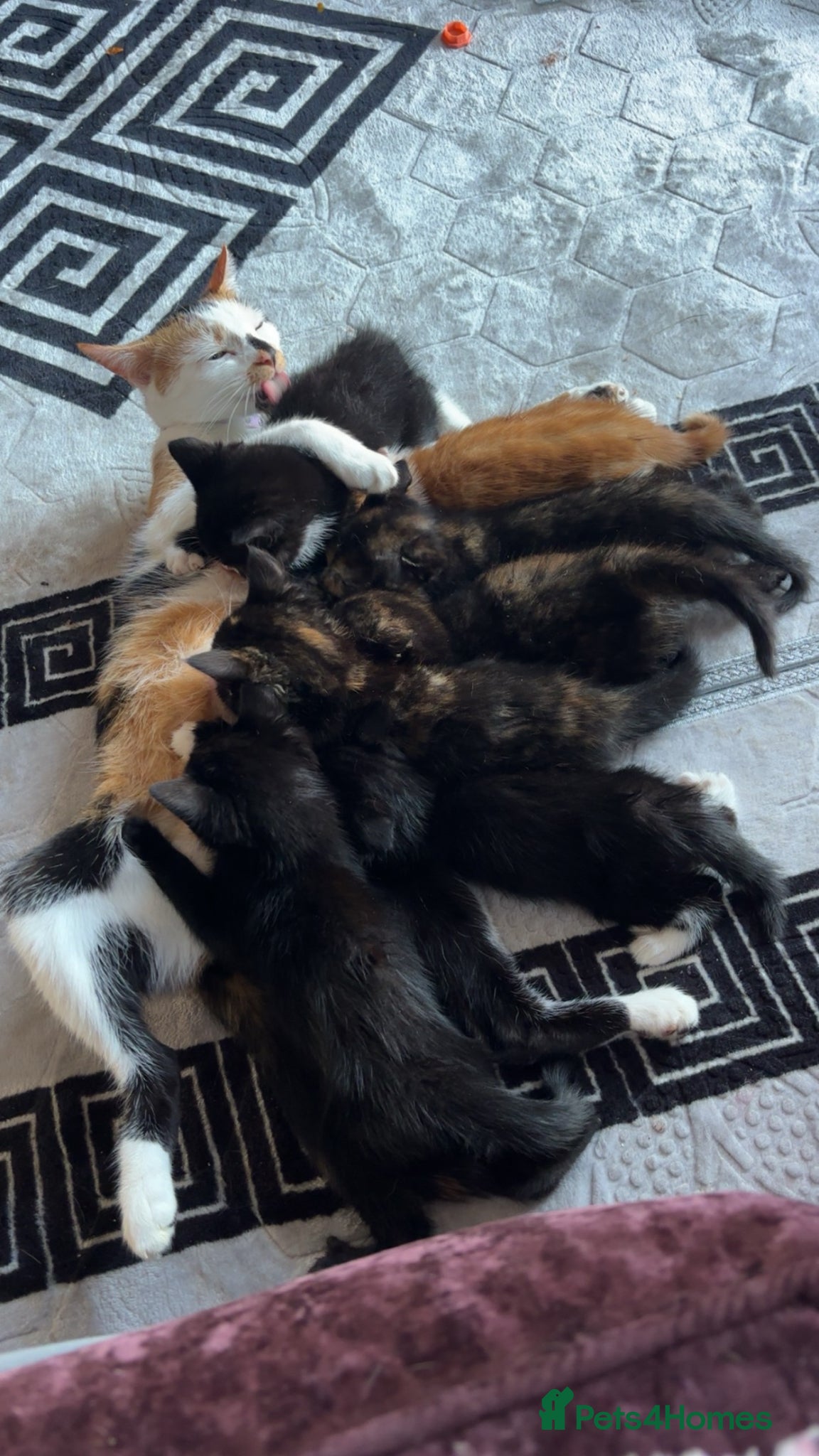 Mixed Breed cats for sale: 8 week old kittens  - Advert 1