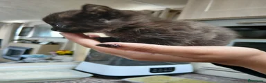 Calico girl 2